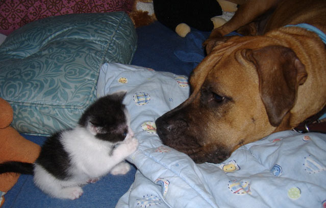 dog and cat