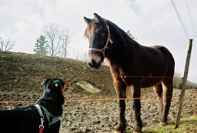 Horse and Dog communicating