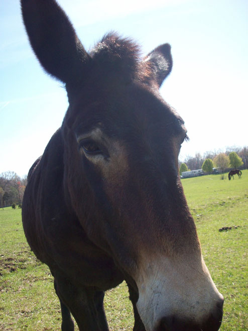 Mule